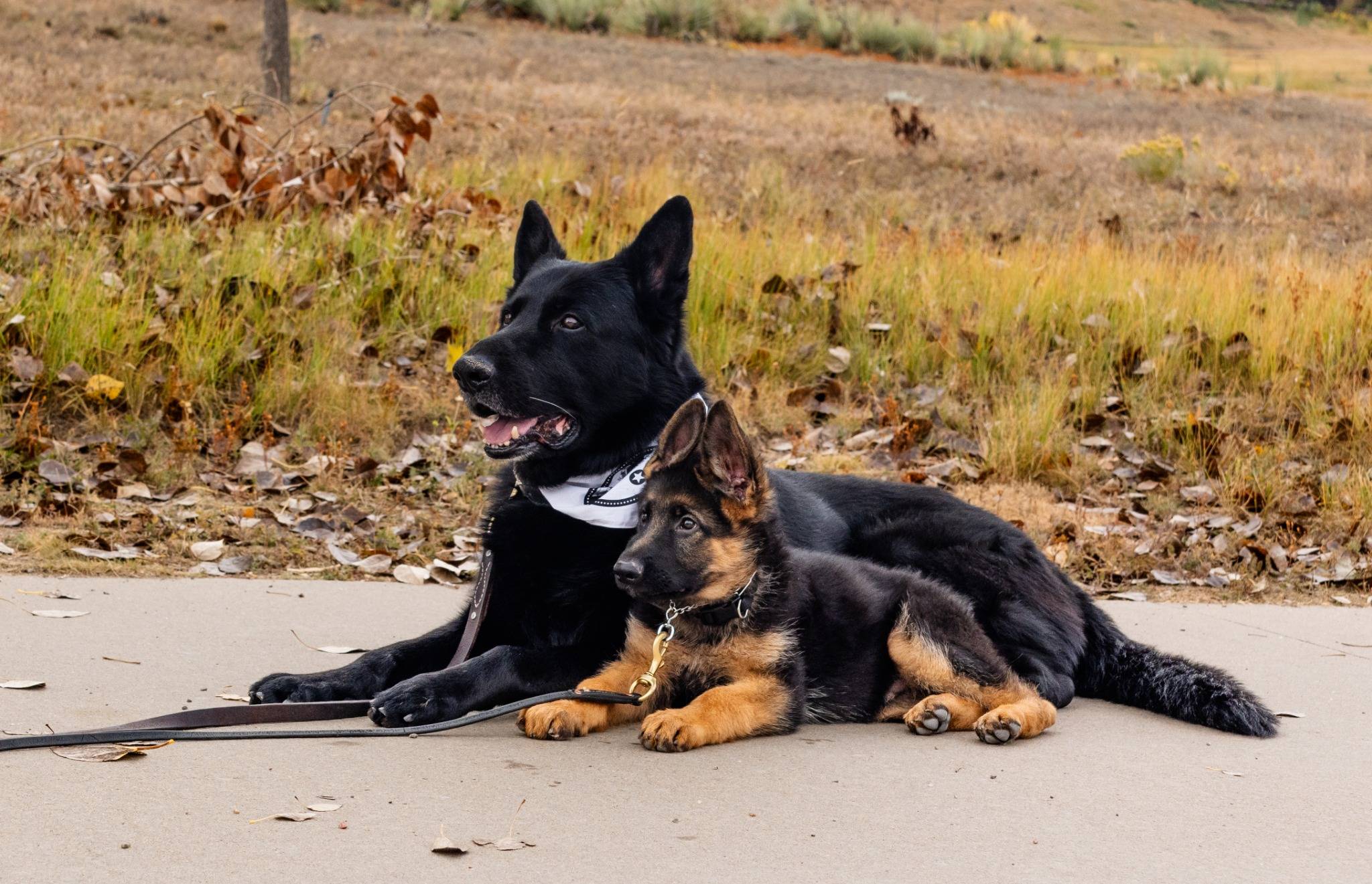 Happy dogs and satisfied customers